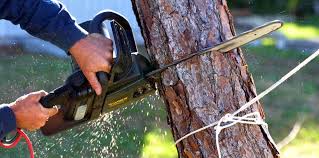 Best Tree Cabling and Bracing  in Millbourne, PA