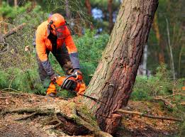 Best Storm Damage Tree Cleanup  in Millbourne, PA